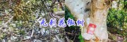 保山无刺花椒种植效益分析-保山高产无刺花椒