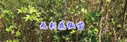云南无刺花椒年产量有多少#保山无刺花椒苗种植指导-无刺大麻椒