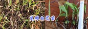 楚雄白芨小苗/大白芨块茎苗出售- 13987819680