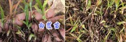3月份云南白芨苗供应：楚雄大姚白芨苗-量大价优