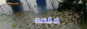 四川泥鳅苗/眉山泥鳅苗批发价咨询-15805935509