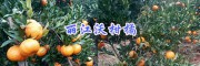 丽江柑橘苗种植基地-华坪椪柑沃柑橘苗