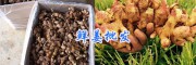 曲靖黄姜批发-罗平小黄姜种植基地_云南鲜姜供应信息罗平县永和农业种植专业合作社