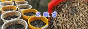 眉山哪里有泥鳅鱼苗—丰收水产15805935509四川泥鳅苗