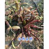 哪有红杆石斛？3年生红杆软脚石斛销售-