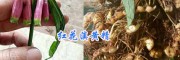 供应文山/曲靖/红河滇黄精种苗-红花黄精种苗批发