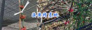 红花黄精苗价格-云南红花黄精苗基地直销