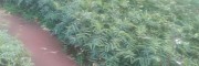 青花椒苗产地销售#供应红河/楚雄青花椒苗_昭通鲁甸花椒苗
