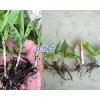 多花姜型甜黄精苗批发/三叉白芨驯化苗供应-云南白芨栽培技术