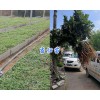 当归种苗(图)-云南哪有当归苗*丽江当归苗基地