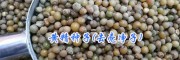 黄精种子批发价格#去壳黄精种子-昆明螺蛳湾黄精种子