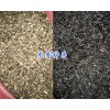 云南哪有木香种子？曲靖沾益木香种子-金铁锁种子销售