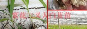 2018产地白芨苗供应-云南大理紫花白芨-供应保山楚雄白芨苗
