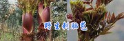 云南刺苞菜：丽江销售刺脑包/树头菜批发
