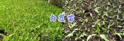 贵州白芨苗供应-云南白芨苗-曲靖白芨苗