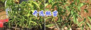 袋装桃苗多少钱-红河开远冬桃/红心桃-鹰嘴蜜桃苗