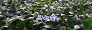 三七小苗价格-产地三七苗，供应曲靖红河三七苗