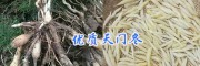 产地玉溪高产大天冬苗#天冬地苗_云南药材天冬苗