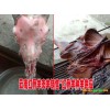 2019-2020红骨羊多少钱一只@云南红骨山羊销售价格&