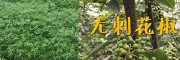 丽江沃柑橘苗-供应大理无刺花椒苗_云南柑橘苗无刺花椒苗产地