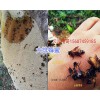 云南马叉蜂蜜、薄壳核桃销售