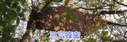 大排蜂蜂蜜&马叉蜂蜜/薄壳核桃批发
