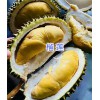 云南红河屏边榴莲/菠萝/西瓜批发
