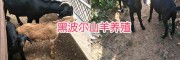 云南新品种黑山羊：黑波尔羊，努比亚山羊、波尔羊杂交改良种