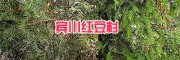 2m红豆杉大苗#宾川红豆杉袋装小苗_云南大理红豆杉