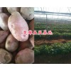 红皮土豆批发-云南哪里批发红皮洋芋