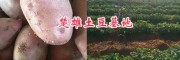 红皮土豆基地直销/云南红皮土豆哪里有？-楚雄红皮洋芋