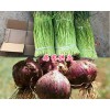 2018年四月云南蒜苔上市-剑川大蒜苔