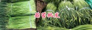 云南蒜苔批发价格—独蒜蒜苔销售**087164155848