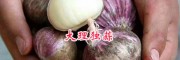 大理紫皮蒜与白皮蒜基地—剑川大大蒜种植基地*独蒜批发