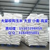 最近玉米价格还会涨吗|垄上大量收购（优质厂家）