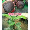 云南山竹苗基地-泰国山竹苗供应