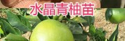 云南水晶青柚苗销售—版纳热带果苗供应