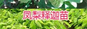 哪有台湾凤梨释迦苗？1