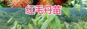 云南脱壳红毛丹苗/供应广西红毛丹苗-