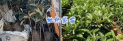 2年枇杷嫁接苗&1-2米枇杷苗价格-大理枇杷苗基地
