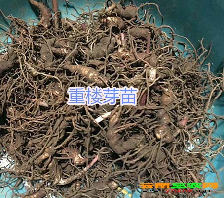 重楼芽苗