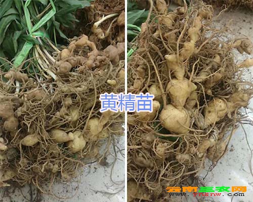 黄精苗