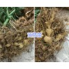 螺蛳湾滇黄精苗批发*滇黄精种苗价格咨询