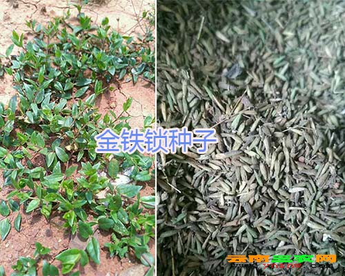 金铁锁种子