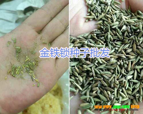 金铁锁种子批发