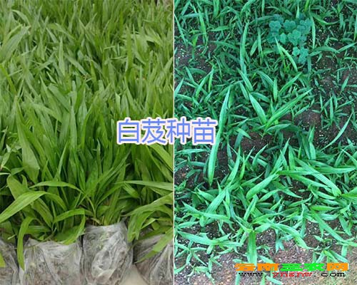 白芨种苗