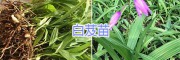 云南白芨种植回收*昆明白芨苗/金铁锁种子基地