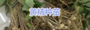 黄精种苗保存方法/什么黄精品种好？云南黄精块茎苗