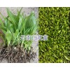 昭通白芨苗批发-威信白芨苗基地