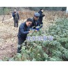 青花椒苗多少钱&云南花椒苗哪里便宜-昭通青花椒